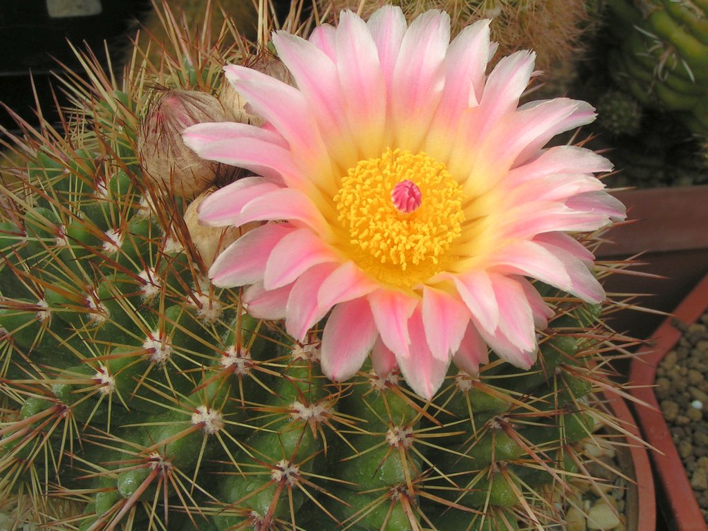 Notocactus roseoluteus